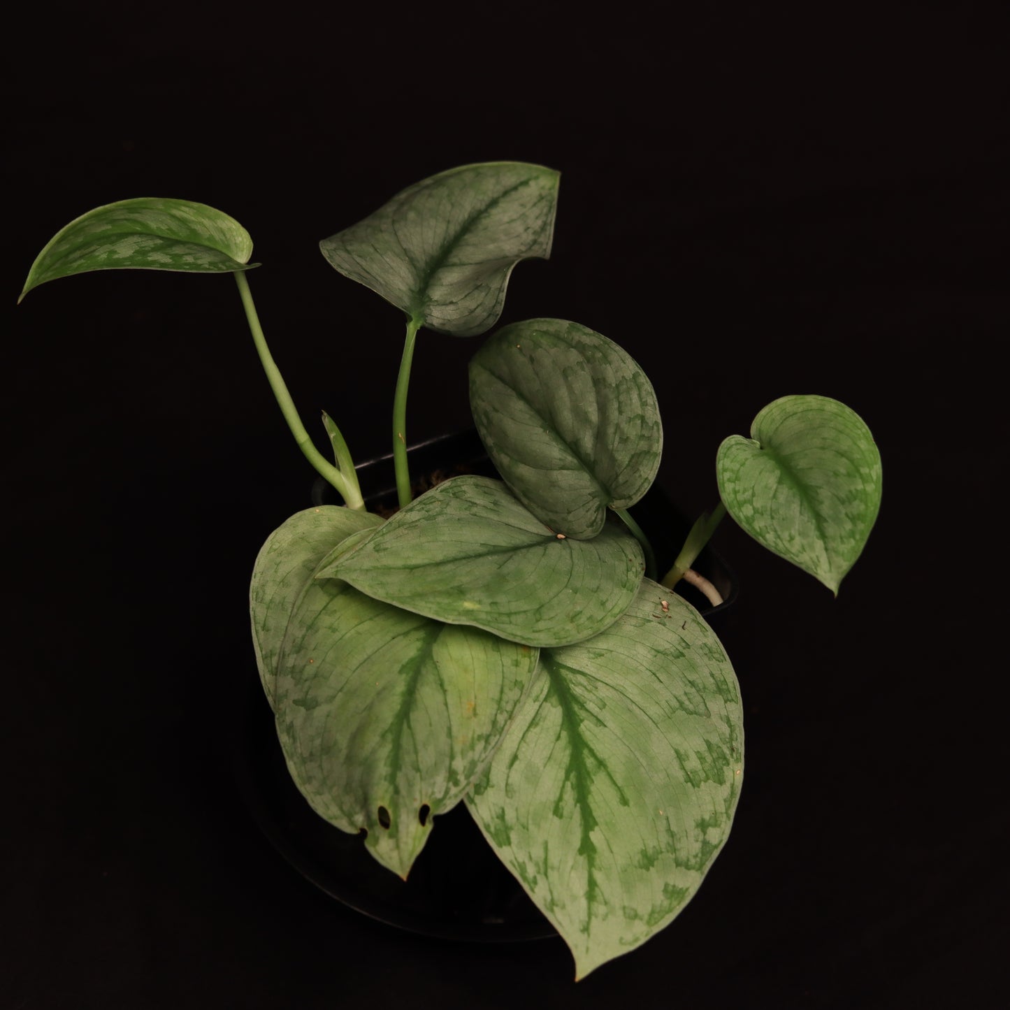 Scindapsus Pictus Silver Hero - Exact Plant