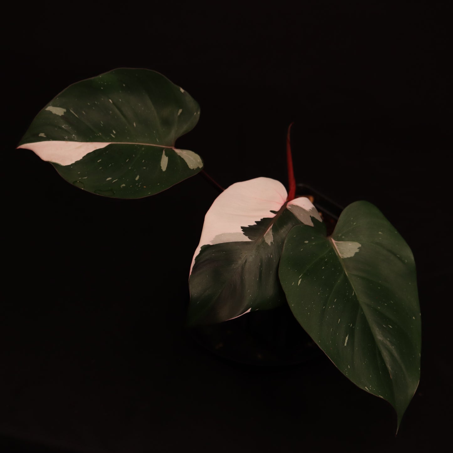 Variegated Philodendron Red Anderson - B