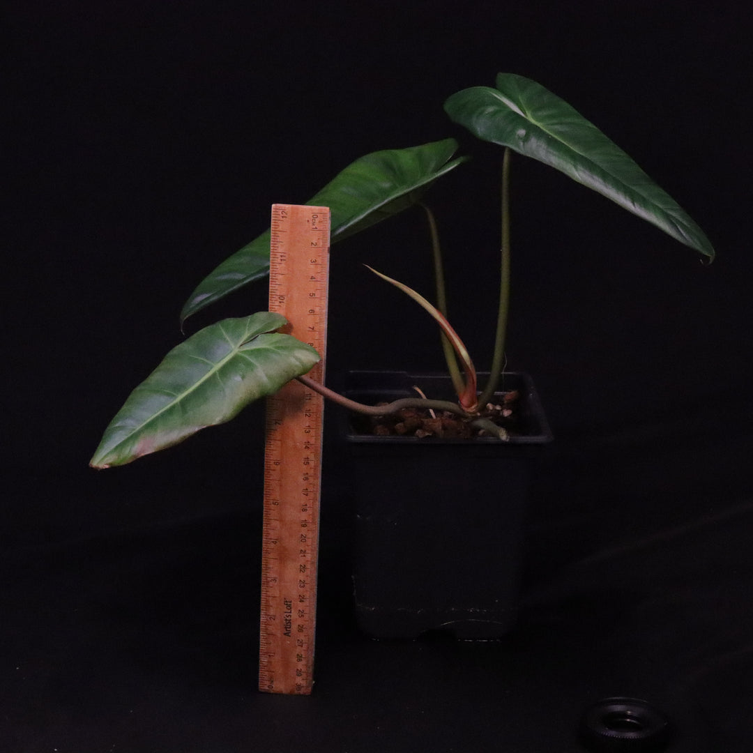 Philodendron pastazanum x billietiae