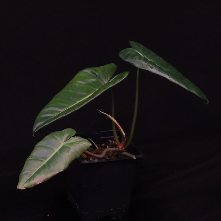 Philodendron pastazanum x billietiae