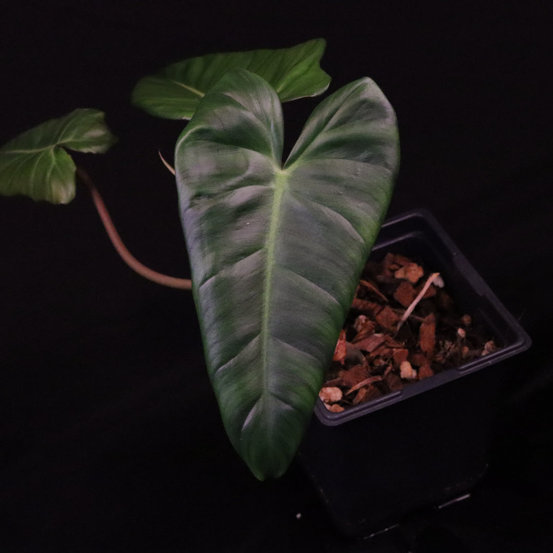 Philodendron pastazanum x billietiae
