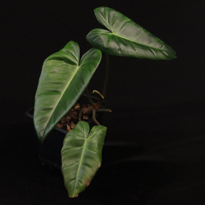 Philodendron pastazanum x billietiae