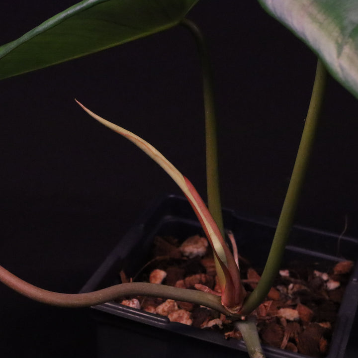 Philodendron pastazanum x billietiae