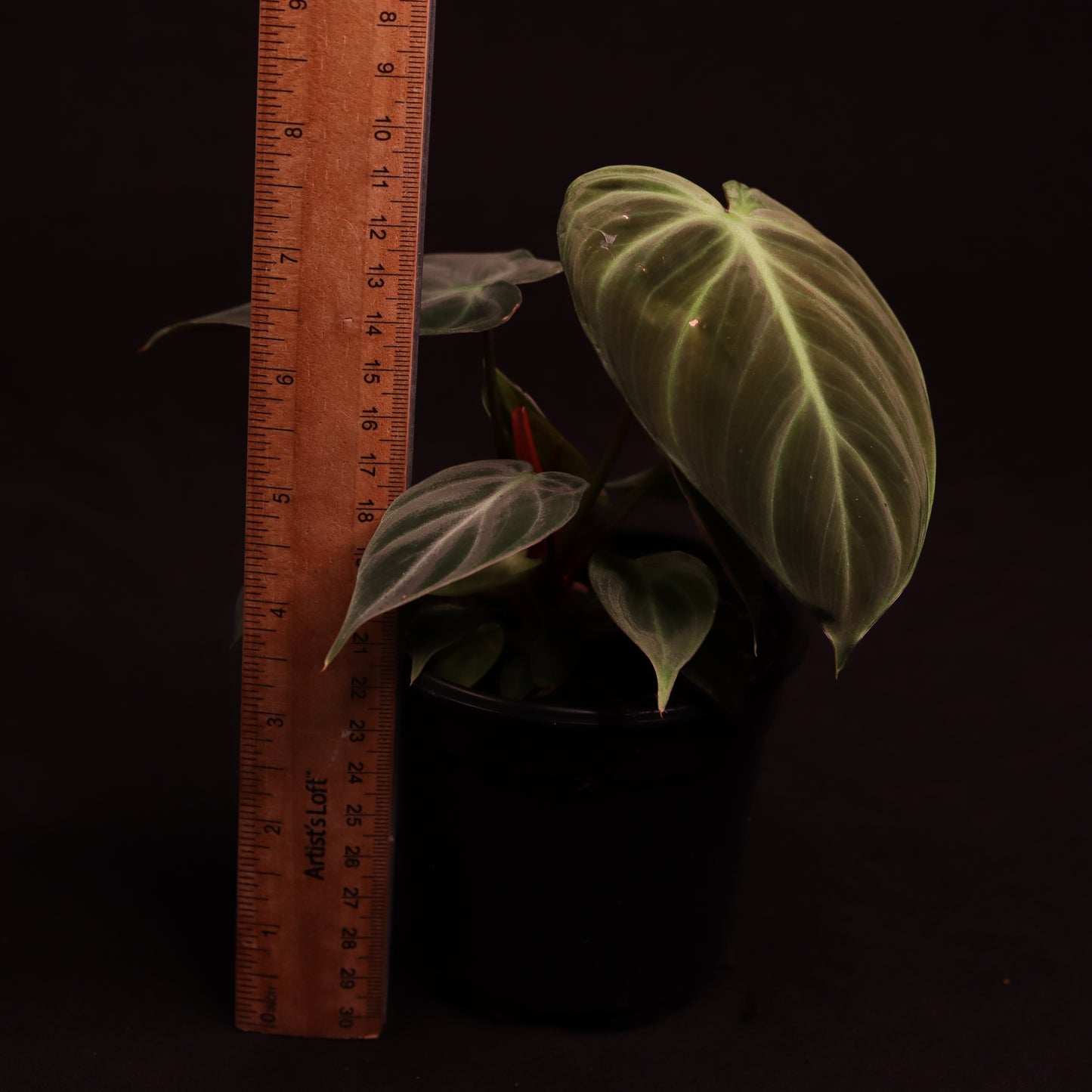 Philodendron Rubrijuvenile (El Choco Red) - Grower's Choice