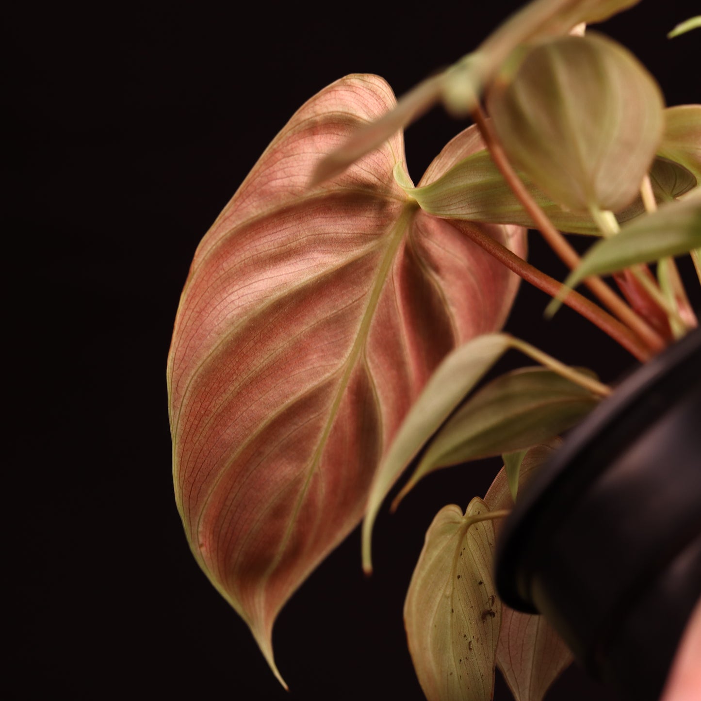 Philodendron Rubrijuvenile (El Choco Red) - Grower's Choice