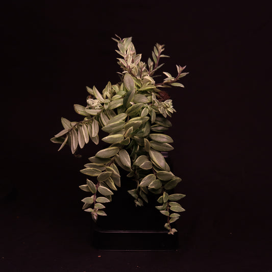 Aeschynanthus Bolero Bicolore - C