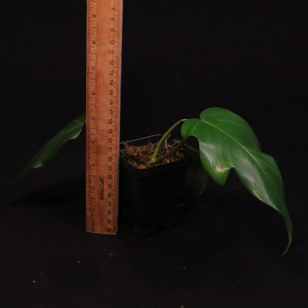 Philodendron Florida Beauty x Squamiferum