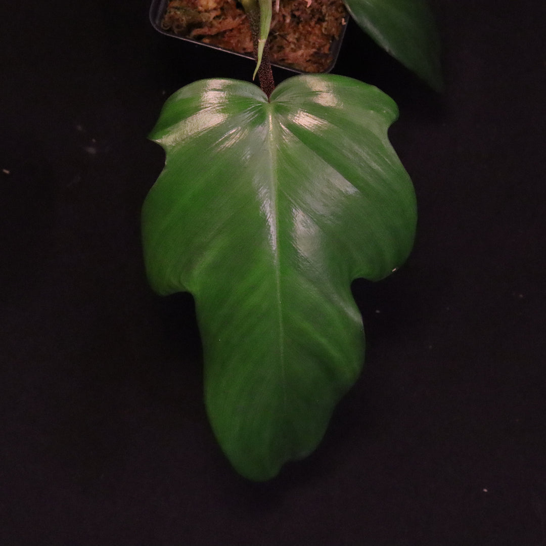 Philodendron Florida Beauty x Squamiferum