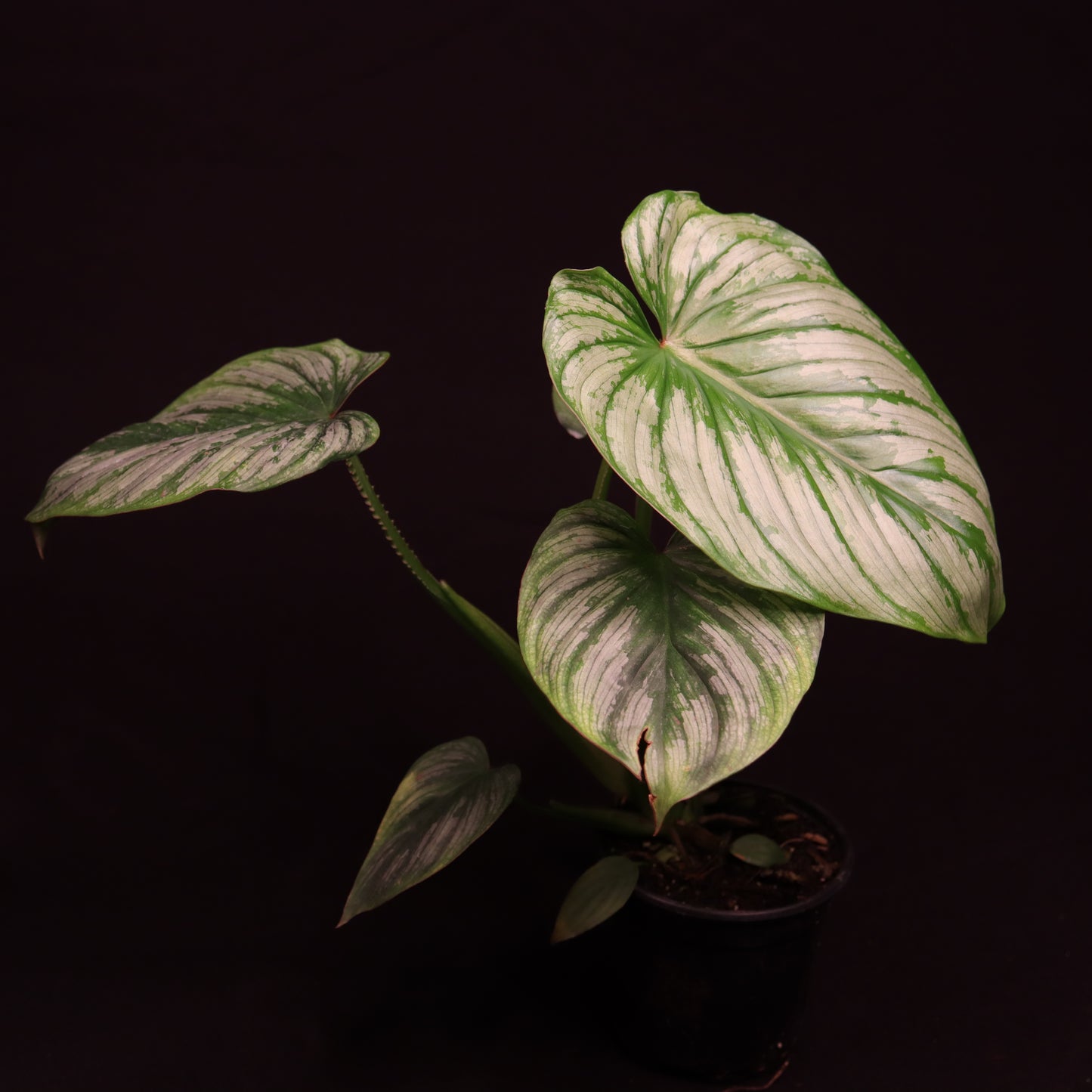 Philodendron Mamei 'Silver Cloud' - B