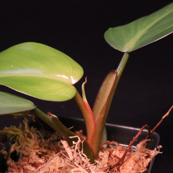 Philodendron Sp. 'Lincoln Park Zoo'