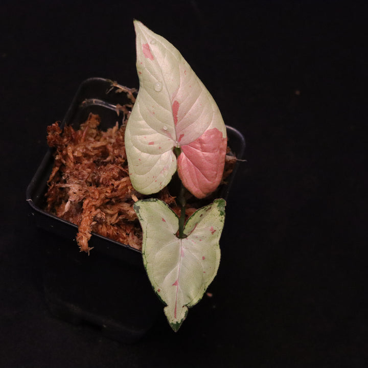 Syngonium Strawberry Milk - Grower's Choice