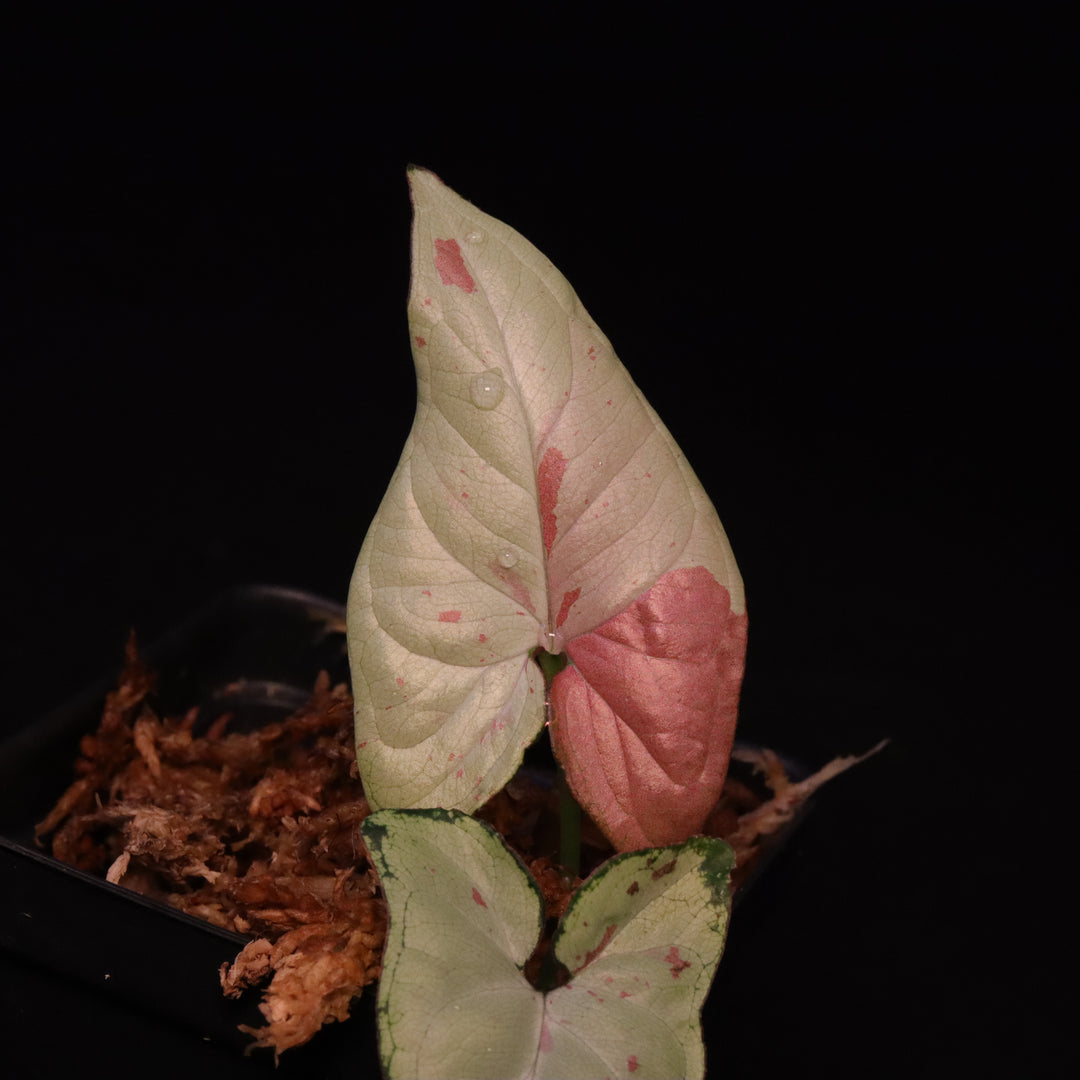 Syngonium Strawberry Milk - Grower's Choice