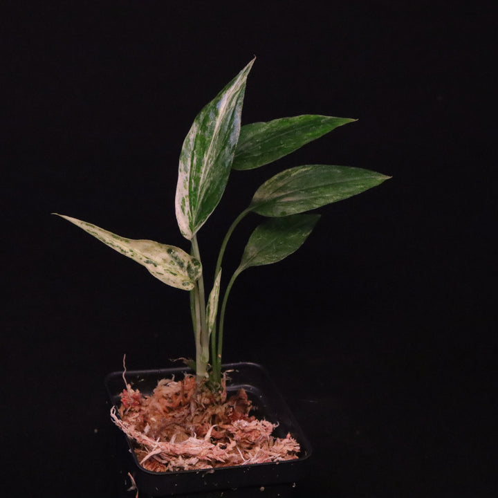 Amydrium Zippelianum Variegated