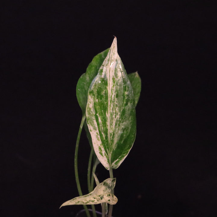 Amydrium Zippelianum Variegated