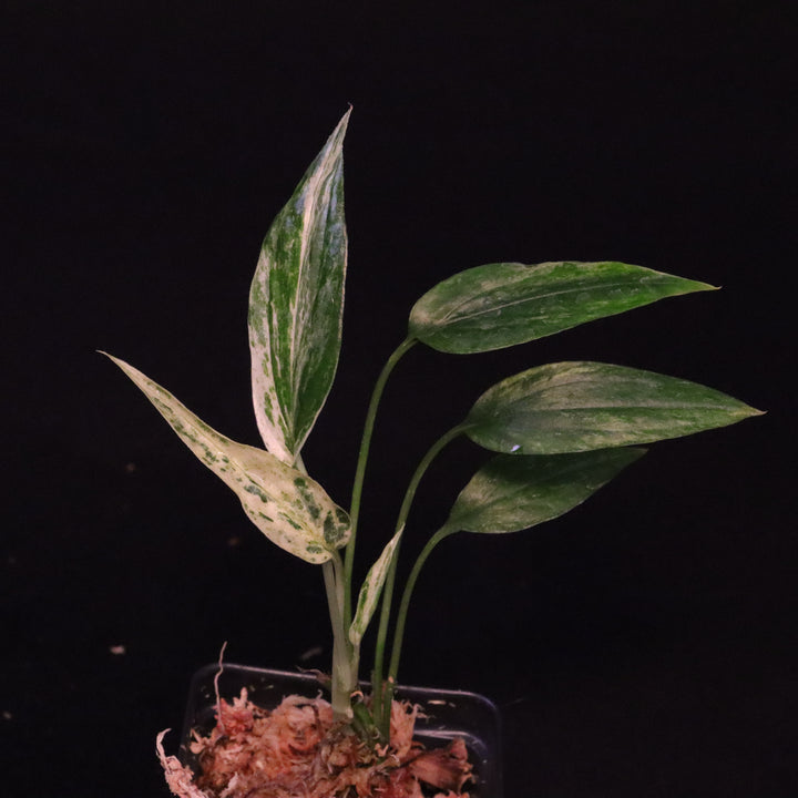 Amydrium Zippelianum Variegated