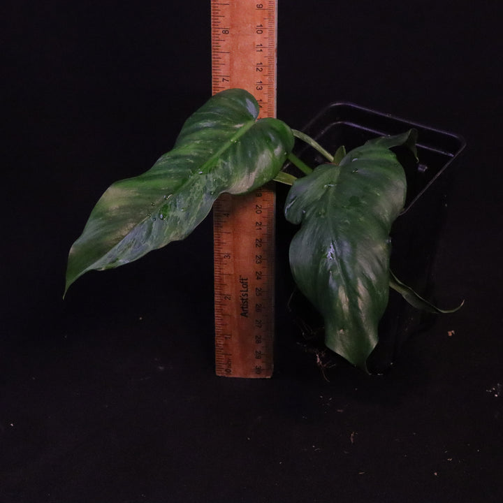 Philodendron Lime Fiddle