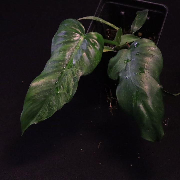 Philodendron Lime Fiddle