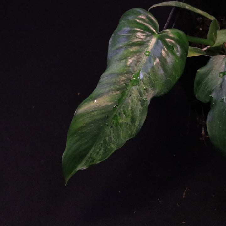 Philodendron Lime Fiddle