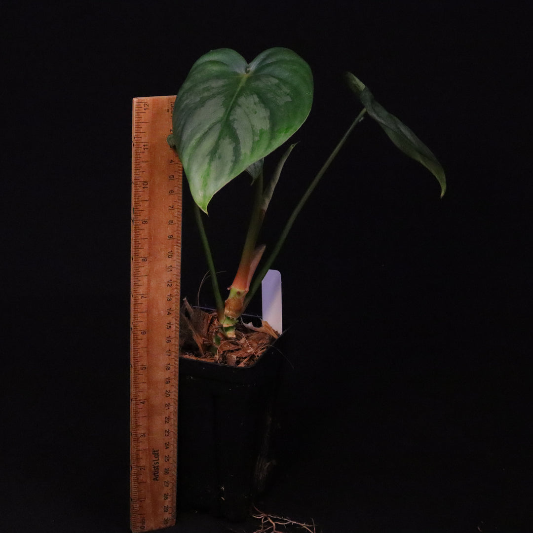 Philodendron Pastazanum Silver