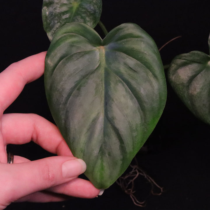 Philodendron Pastazanum Silver