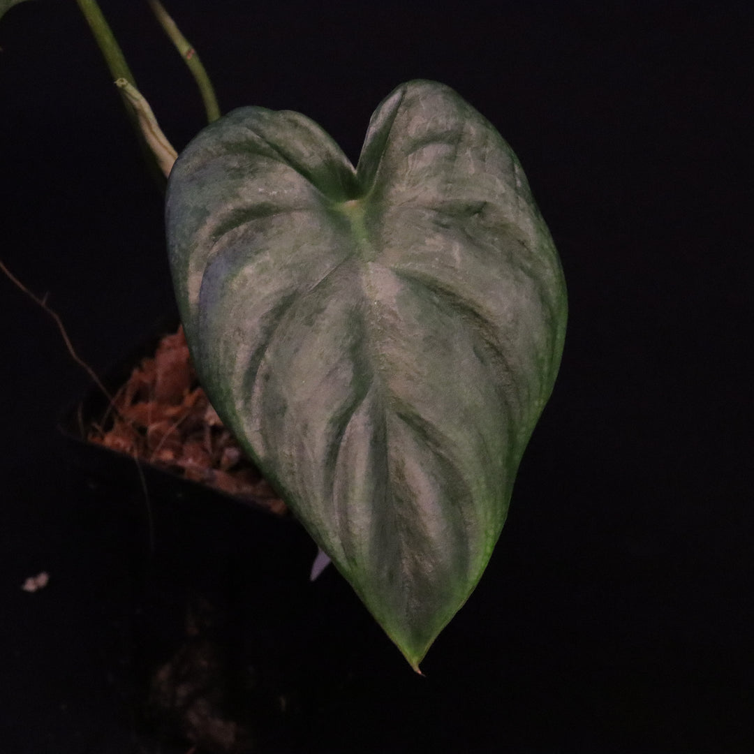 Philodendron Pastazanum Silver