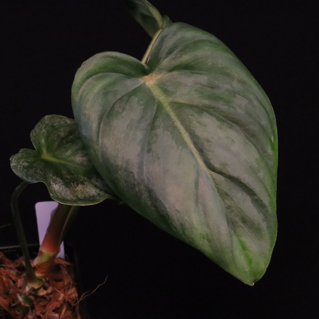 Philodendron Pastazanum Silver