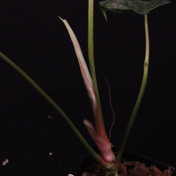 Philodendron Pastazanum Silver