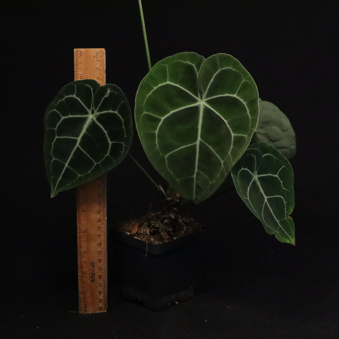 Anthurium Clarinervium