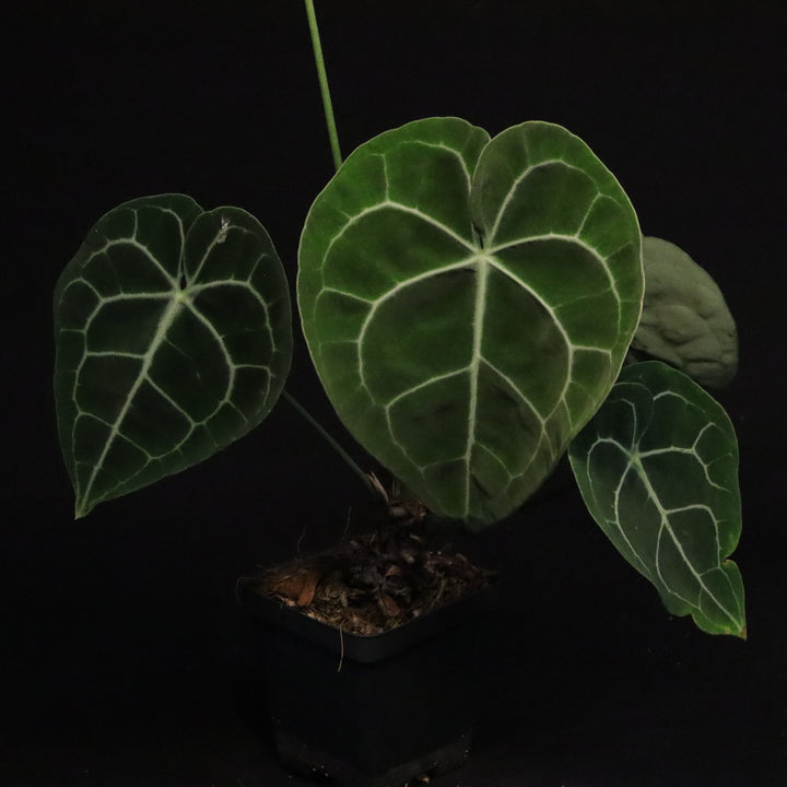 Anthurium Clarinervium