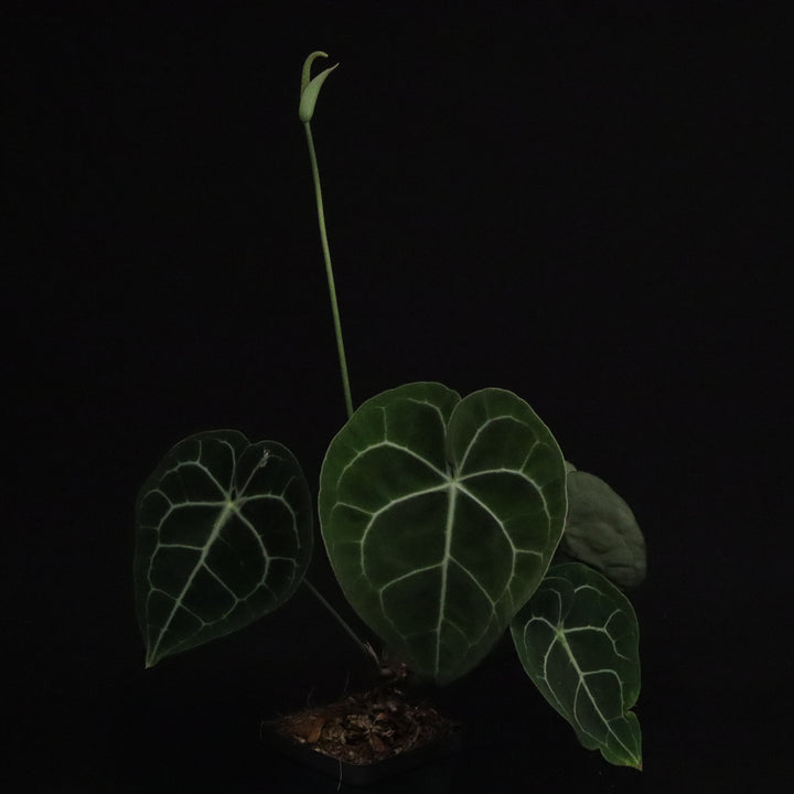 Anthurium Clarinervium