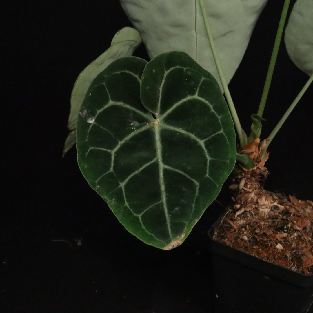 Anthurium Clarinervium