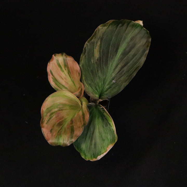 Variegated Kaempferia Pulchra