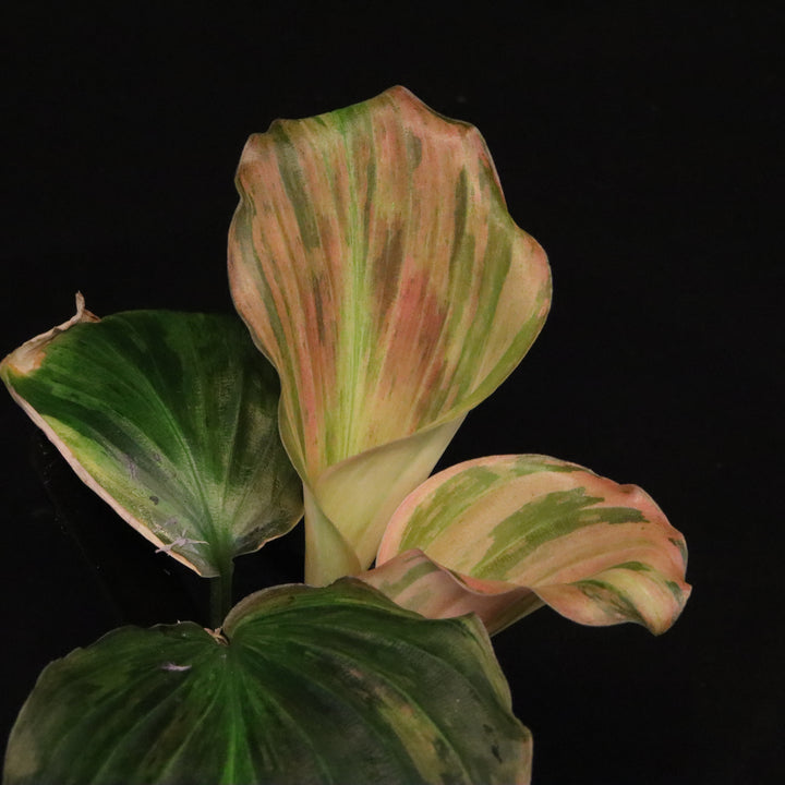 Variegated Kaempferia Pulchra