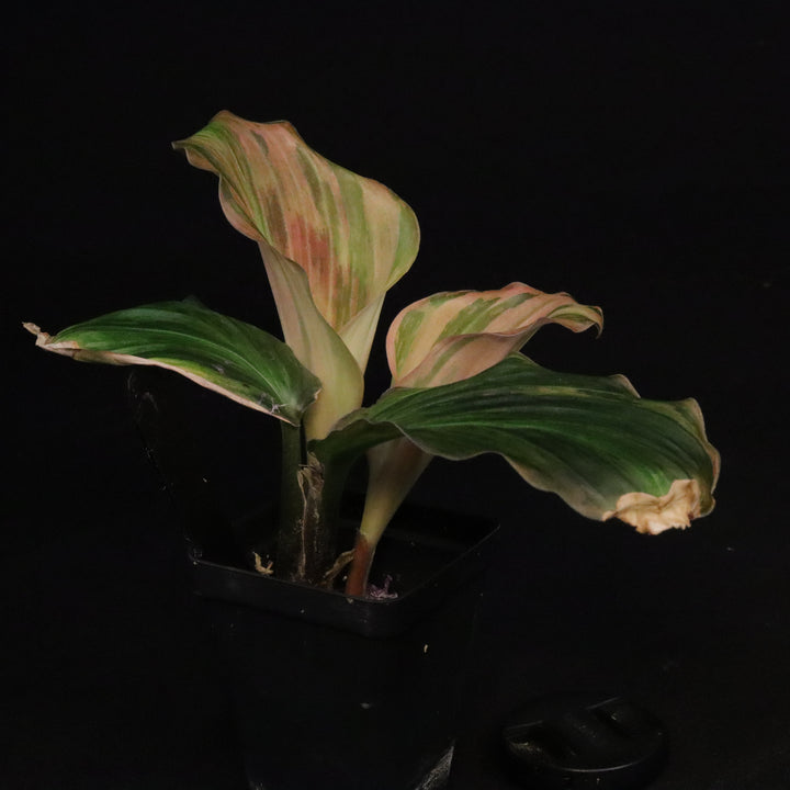 Variegated Kaempferia Pulchra