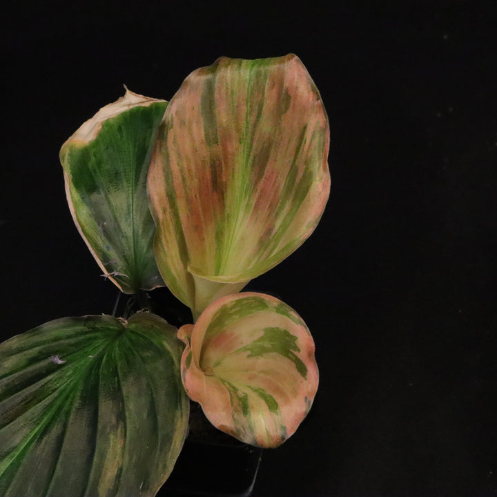 Variegated Kaempferia Pulchra