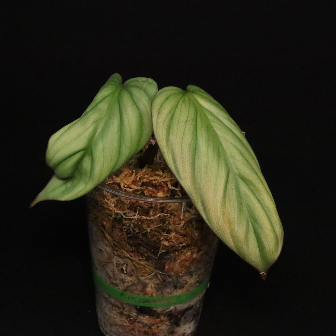 Philodendron SP. Colombia Platinum - Grower's Choice