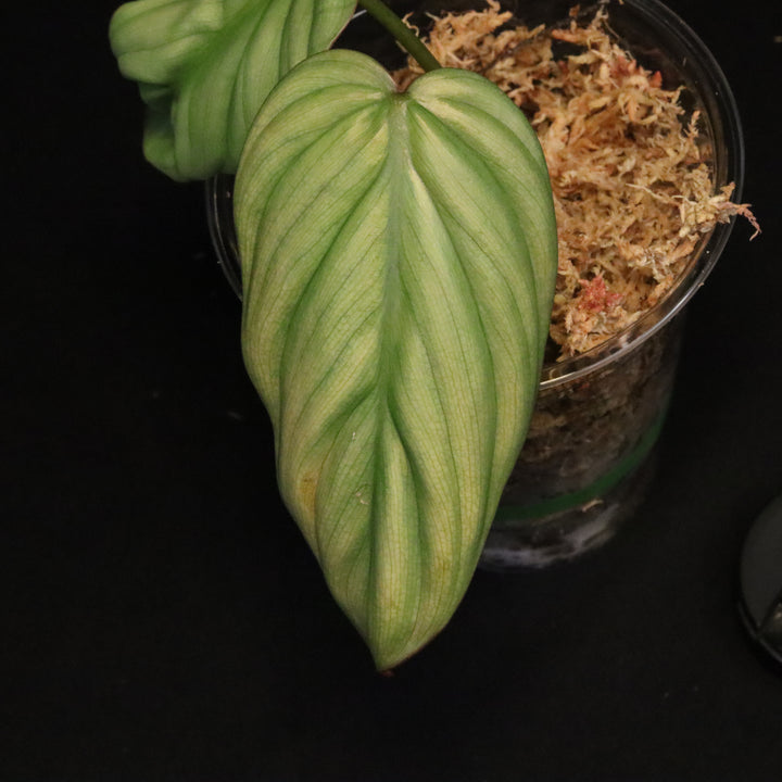 Philodendron SP. Colombia Platinum - Grower's Choice