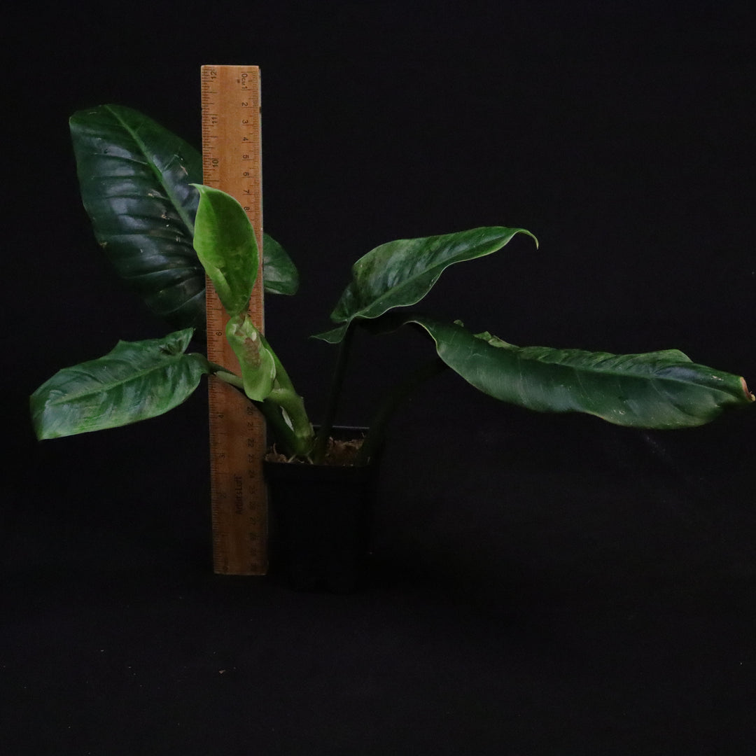 Variegated Philodendron Subhastatum