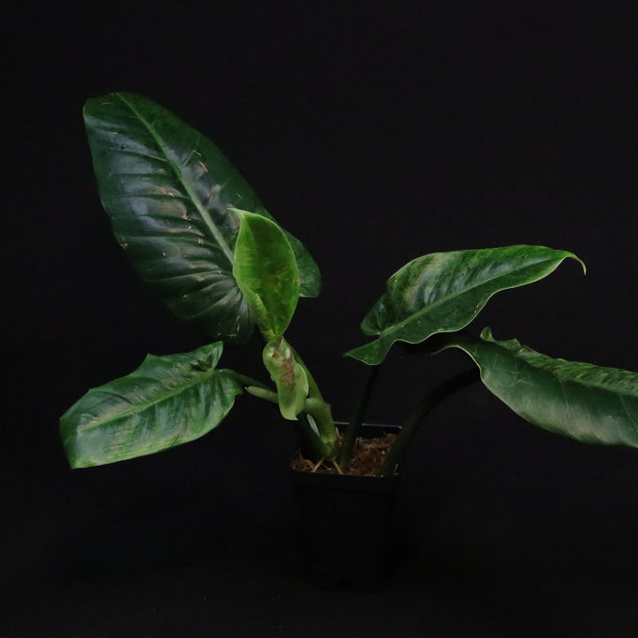 Variegated Philodendron Subhastatum