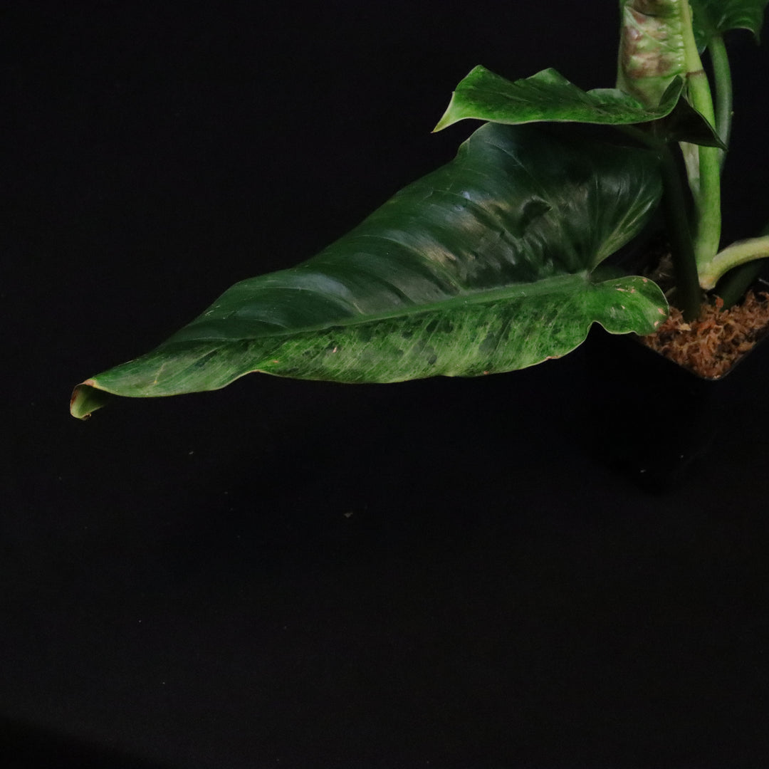 Variegated Philodendron Subhastatum