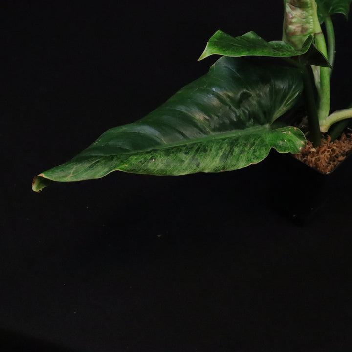 Variegated Philodendron Subhastatum