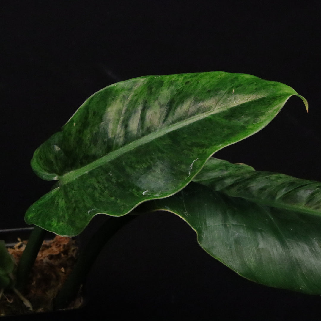 Variegated Philodendron Subhastatum