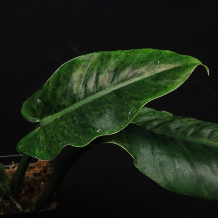 Variegated Philodendron Subhastatum