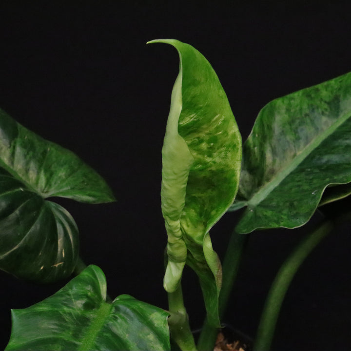 Variegated Philodendron Subhastatum