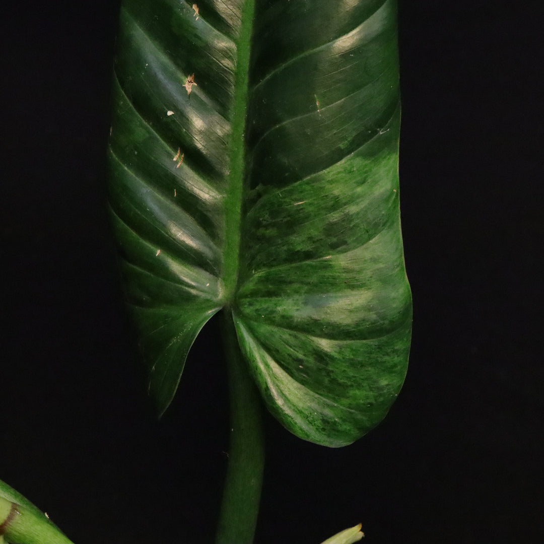 Variegated Philodendron Subhastatum