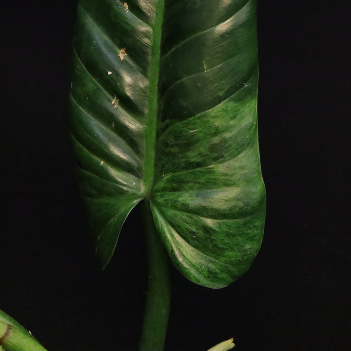 Variegated Philodendron Subhastatum