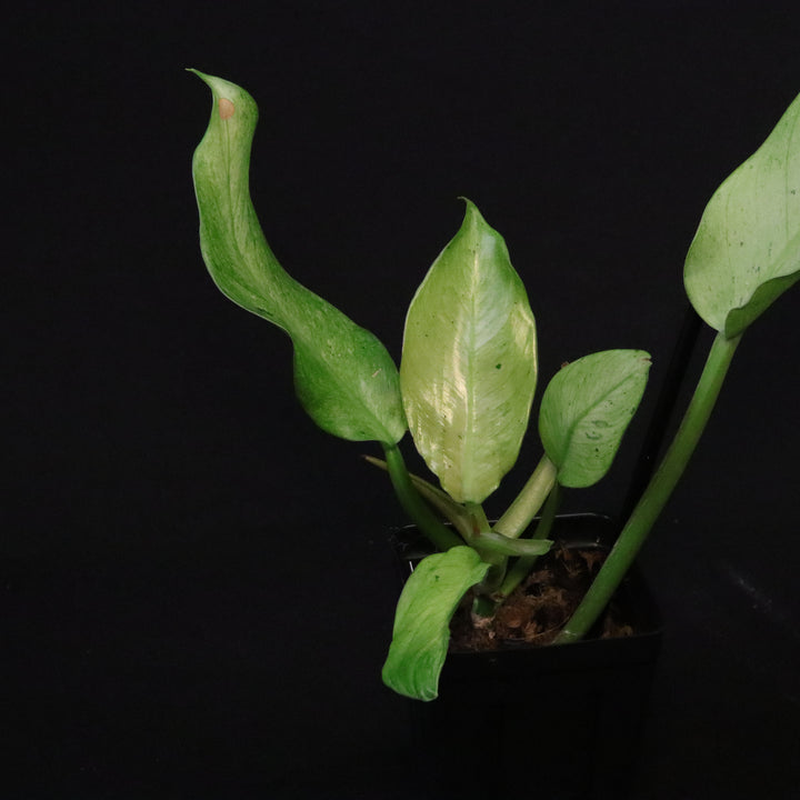 Philodendron Orlando Variegated