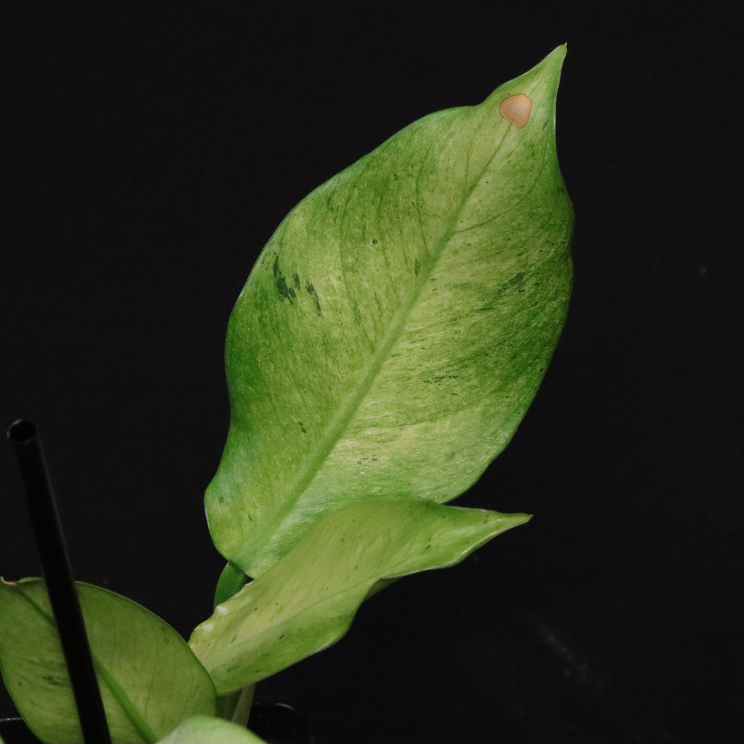 Philodendron Orlando Variegated