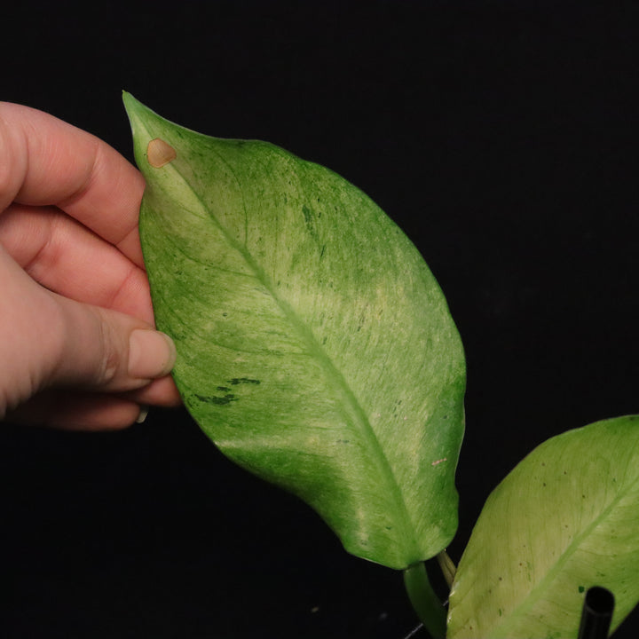 Philodendron Orlando Variegated