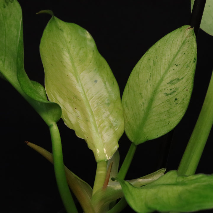 Philodendron Orlando Variegated